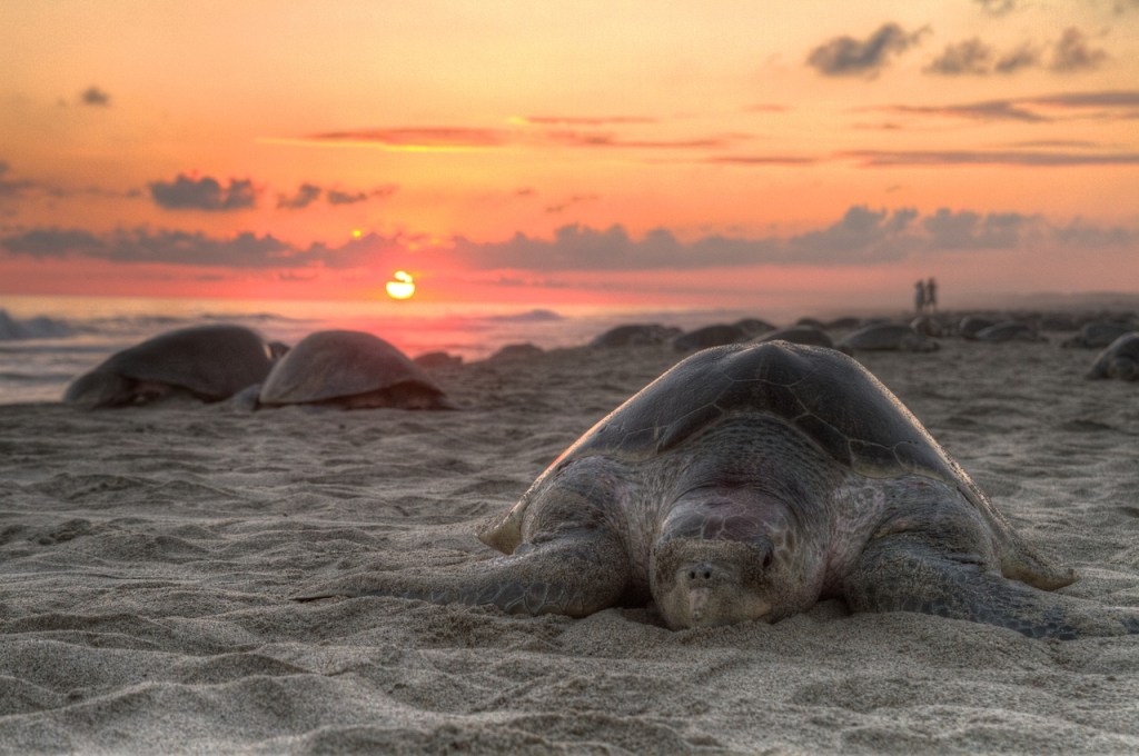 turtles on a sandy beach with a sunset behind them