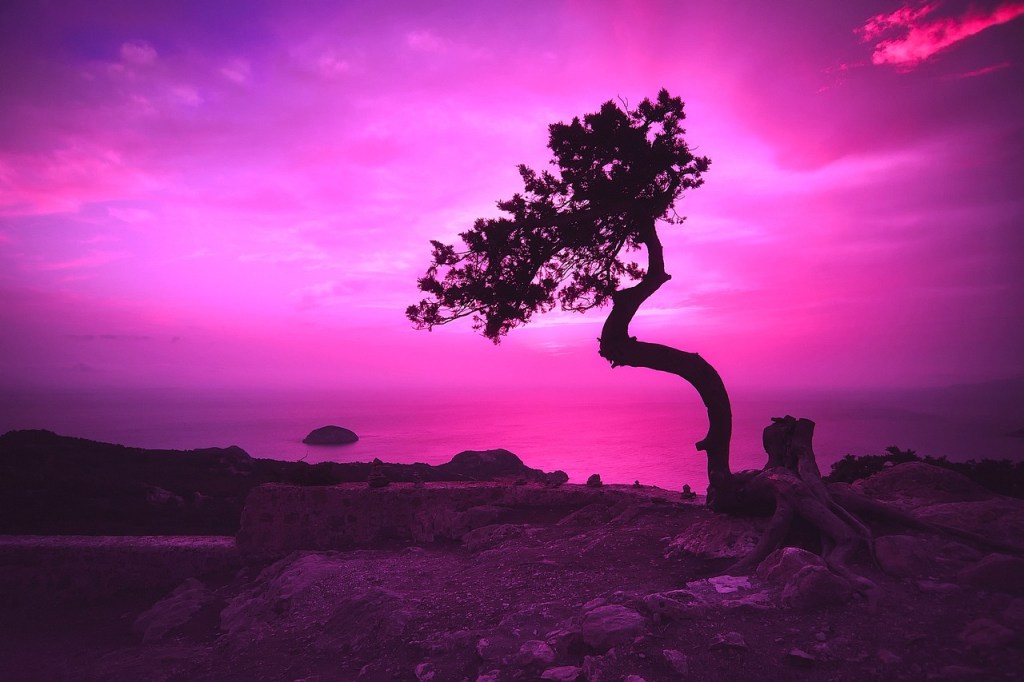 a tree in front of a pink sky and pink sea
