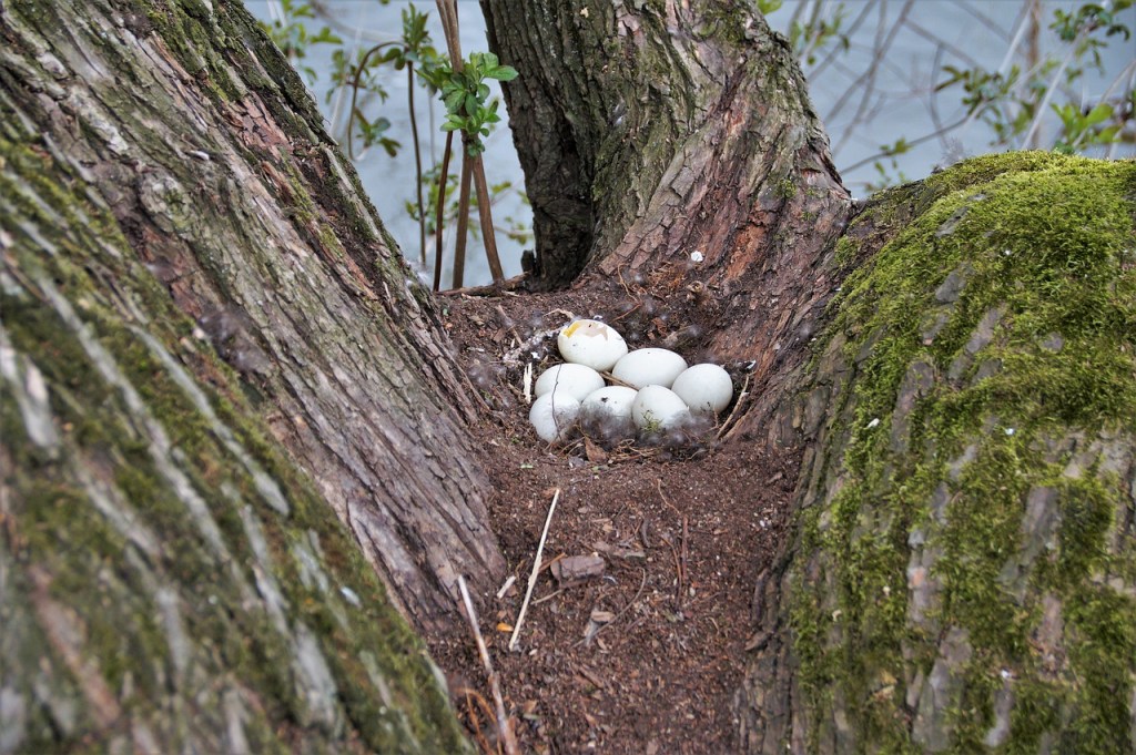 white eggs in a tree