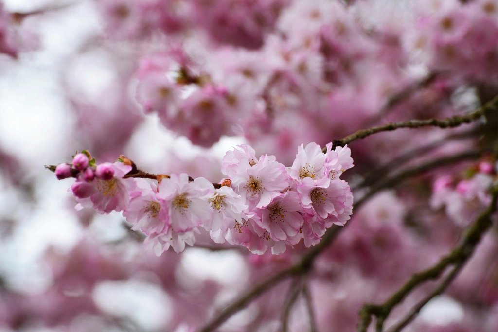 pink cherry blossom