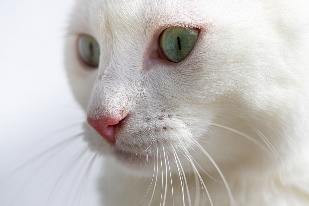 The face of a pure white cat with light green eyes
